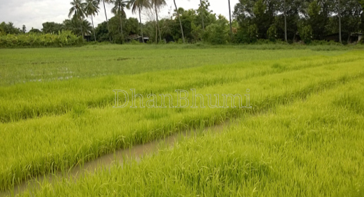 property_images/agricultural_in_saharanpur_1785923247_6a7306af8dc81.png