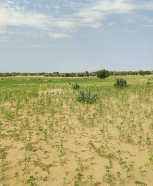 property_images/agricultural_in_sawai_madhopur_1780745379_6a2404a390013.PNG
