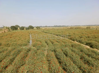 property_images/agricultural_in_sawai_madhopur_1789994821_6ab12745f2f2a.PNG