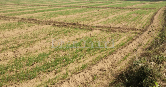 property_images/agricultural_in_sehore_1786615556_6a7d970402b61.png