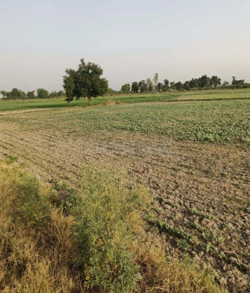 property_images/agricultural_in_sehore_1792745010_6adb1e32c395b.png