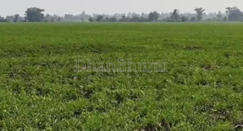 property_images/agricultural_in_shahdol_1785741400_6a7040588fd11.png