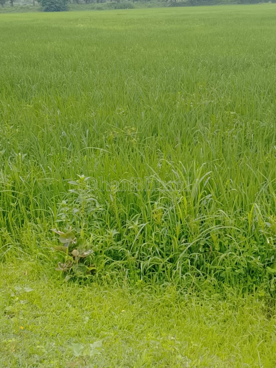 property_images/agricultural_in_shahdol_1789549474_6aaa5ba2ac5ae.jpeg