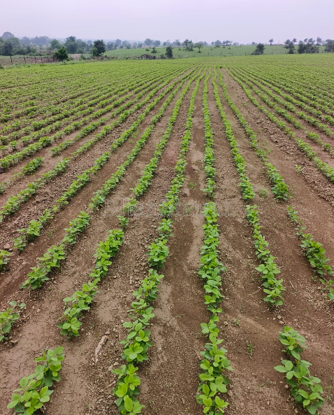 property_images/agricultural_in_shajapur_1784960456_6a6455c8766a3.PNG