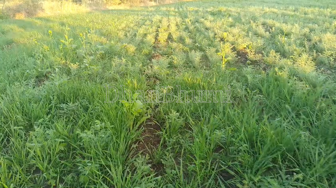 property_images/agricultural_in_shajapur_1790157899_6ab3a44bef7c3.png