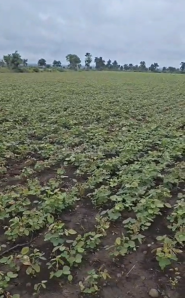 property_images/agricultural_in_shajapur_1790158355_6ab3a61390b8c.png