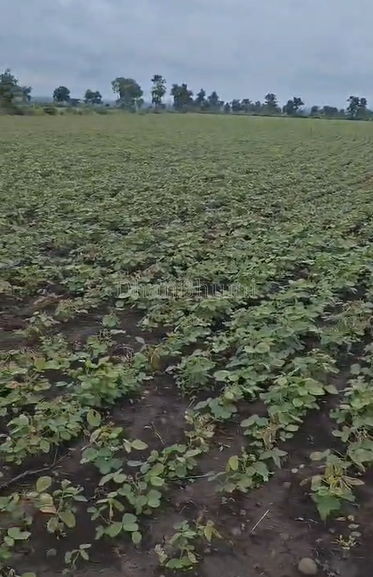 property_images/agricultural_in_shajapur_1790158355_6ab3a613b10d9.png