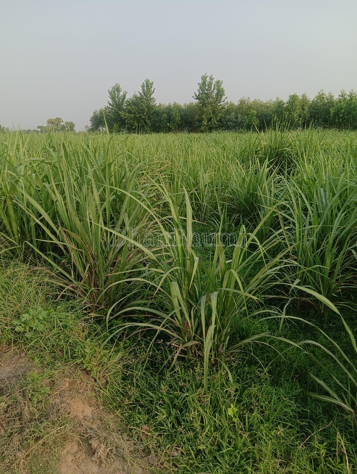 property_images/agricultural_in_shamli_1782221884_6a3a8c3c6ee23.jpg