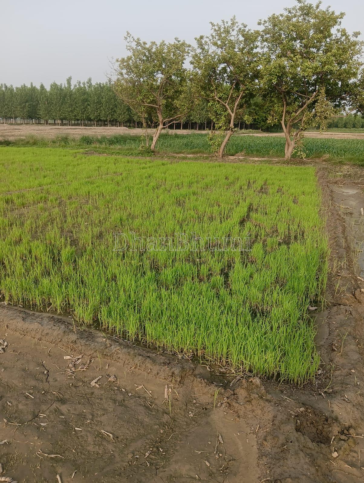 property_images/agricultural_in_shamli_1782221884_6a3a8c3c88db6.jpg