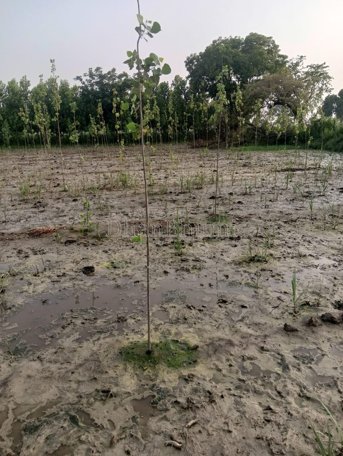 property_images/agricultural_in_shamli_1782221884_6a3a8c3ca23ee.jpg