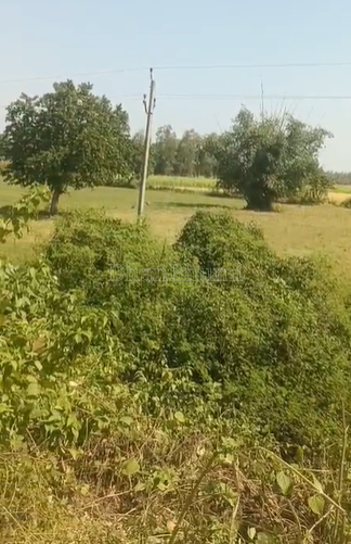 property_images/agricultural_in_shravasti_1791876268_6acddcacaef59.png