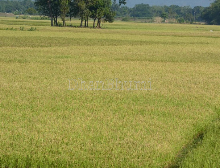 property_images/agricultural_in_sikar_1786167016_6a76bee8d961f.png