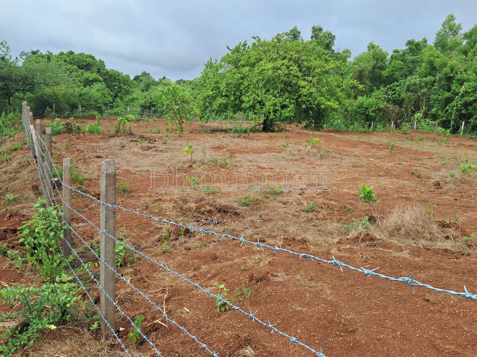 property_images/agricultural_in_sindhudurg_1785737773_6a70322d57a4f.jpeg