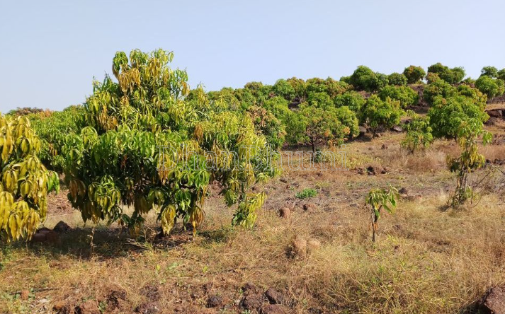 property_images/agricultural_in_sindhudurg_1788939593_6aa10d49d38e4.png