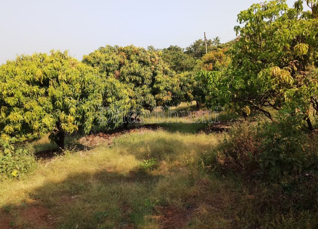 property_images/agricultural_in_sindhudurg_1788939593_6aa10d49ee5a9.png