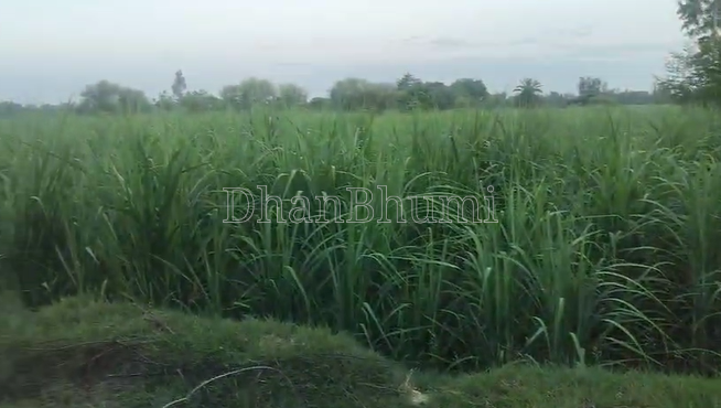 property_images/agricultural_in_sitapur_1786086295_6a75839713f43.png