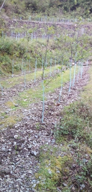 property_images/agricultural_in_solan_1789644128_6aabcd60b62af.PNG