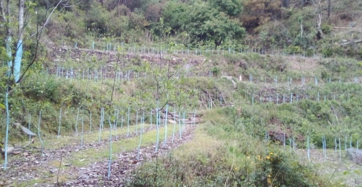 property_images/agricultural_in_solan_1789644128_6aabcd60ca3a6.PNG