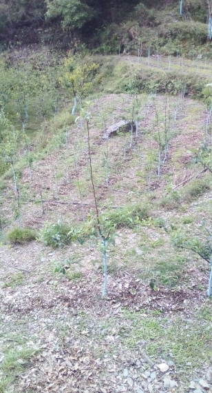 property_images/agricultural_in_solan_1789644129_6aabcd614a240.PNG