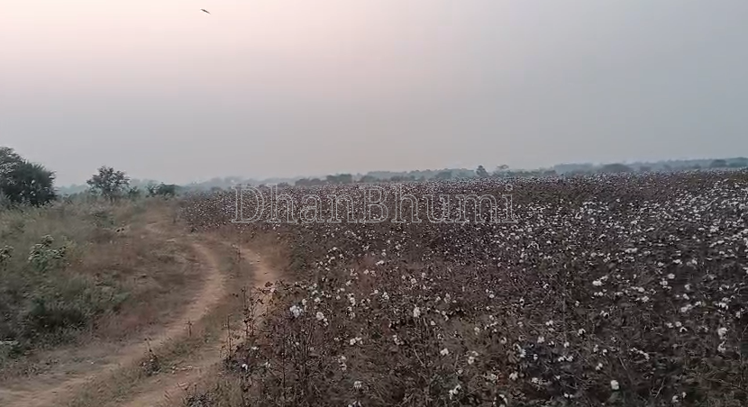 property_images/agricultural_in_sonepur_1778842546_6a06fbb2459a9.png