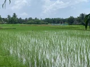 property_images/agricultural_in_south_24_parganas_1781071259_6a28fd9b9cd9b.jpg