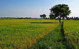 property_images/agricultural_in_sundargarh_1785236056_6a688a588dc6e.png