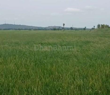 property_images/agricultural_in_surendranagar_1782111576_6a38dd5894293.jpg