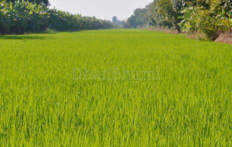 featured_img
