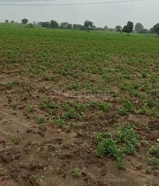 property_images/agricultural_in_surendranagar_1790318084_6ab61604885ff.png