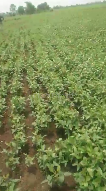 property_images/agricultural_in_ujjain_1785402558_6a6b14be8cef9.PNG