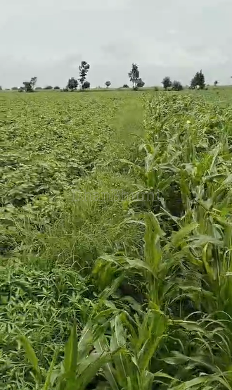 property_images/agricultural_in_ujjain_1786008548_6a7453e4c4f75.png