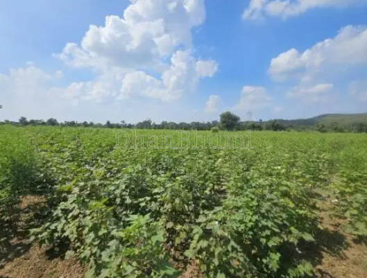 property_images/agricultural_in_ujjain_1786008972_6a74558ceb1ff.png