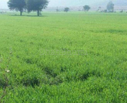 property_images/agricultural_in_ujjain_1786010369_6a745b01e6924.png