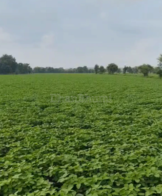 property_images/agricultural_in_ujjain_1786083582_6a7578fe52590.png