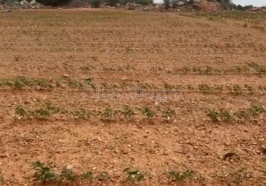property_images/agricultural_in_ujjain_1788593781_6a9bc675121bb.png