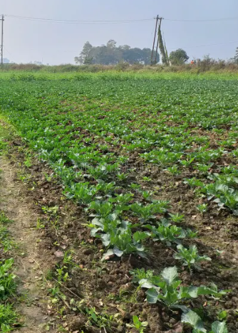property_images/agricultural_in_ujjain_1788939999_6aa10edf8c4e4.PNG