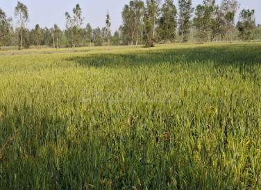 property_images/agricultural_in_unnao_1790662109_6abb55ddcca9c.png