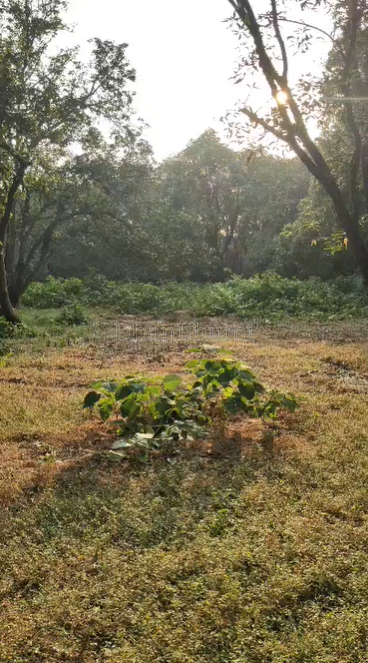 property_images/agricultural_in_unnao_1791365295_6ac610afa912d.png