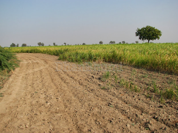 property_images/agricultural_in_vadodara_1783149030_6a48b1e6c2400.PNG