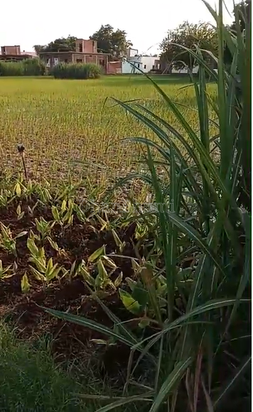 property_images/agricultural_in_varanasi_1792130219_6ad1bcaba15bd.png