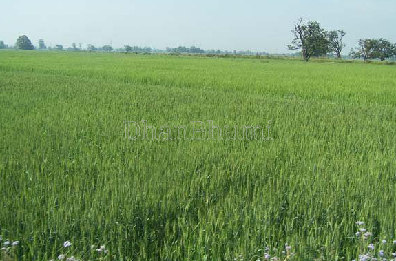 featured_img