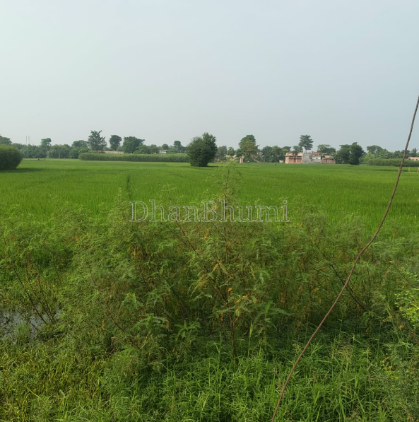 property_images/commercial_in_madhepura_1789023288_6aa25438c58ba.png