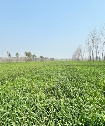 property_images/plot_in_saharanpur_1789724735_6aad083fd6223.png