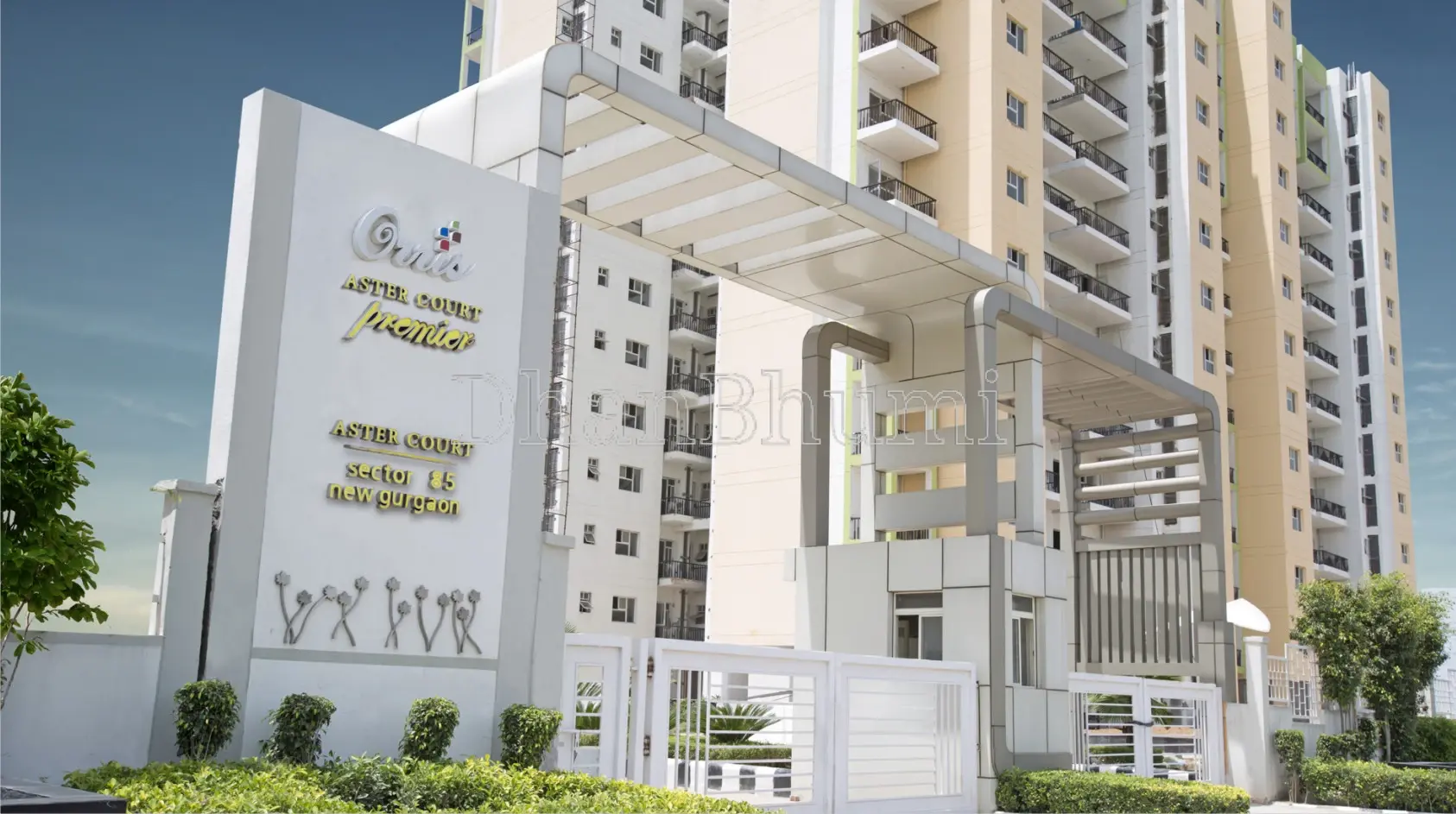 Orris Aster Court Premier